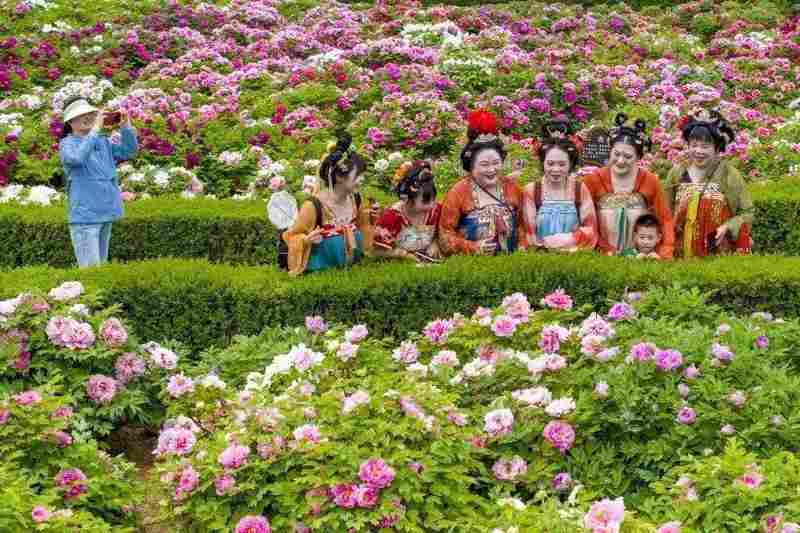  四月春季趋势：洛阳牡丹赏花季的避坑与深度游策略 文化旅游