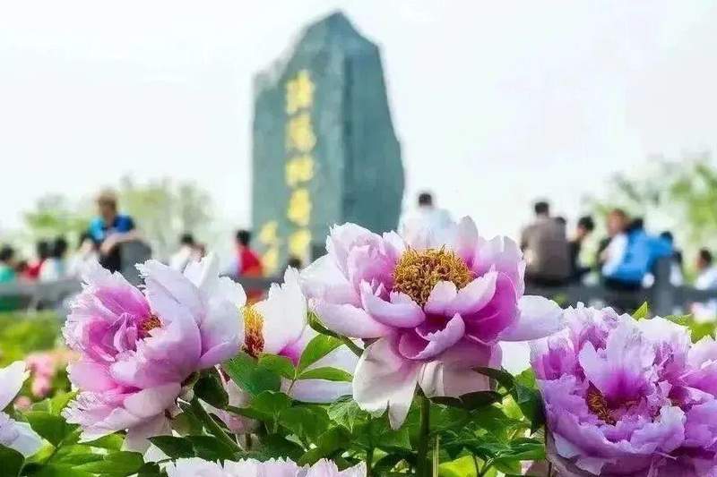  四月春季趋势：洛阳牡丹赏花季的避坑与深度游策略 文化旅游