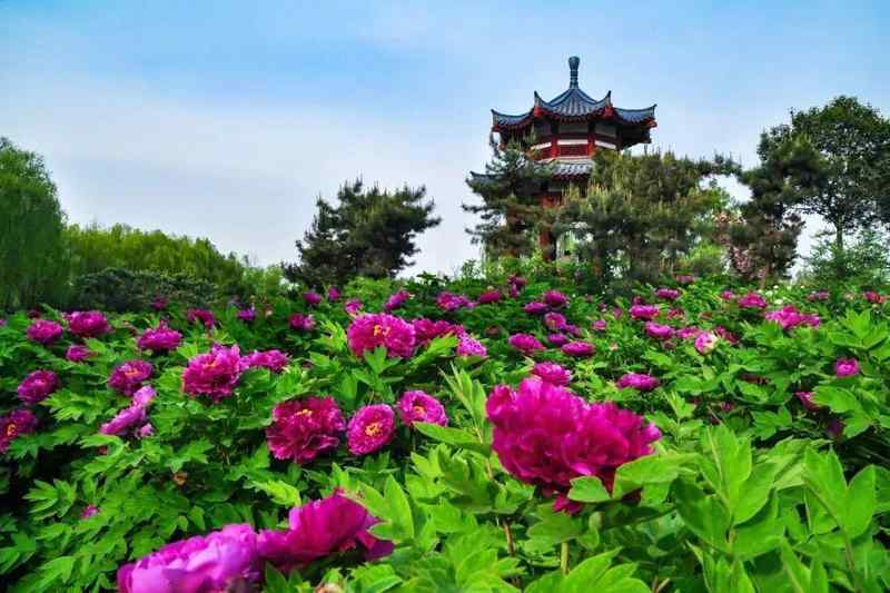  四月春季趋势：洛阳牡丹赏花季的避坑与深度游策略 文化旅游