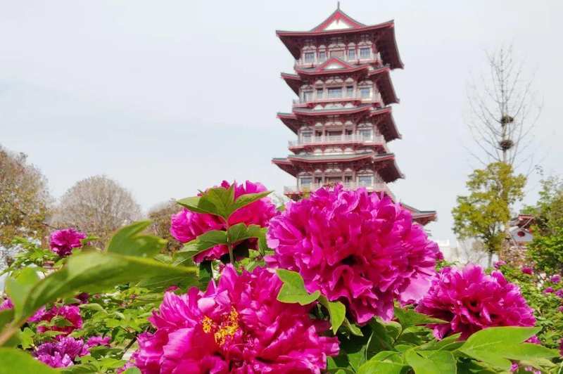  四月春季趋势：洛阳牡丹赏花季的避坑与深度游策略 文化旅游