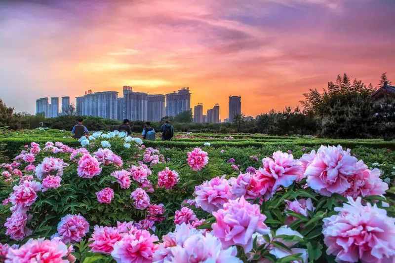  四月春季趋势：洛阳牡丹赏花季的避坑与深度游策略 文化旅游